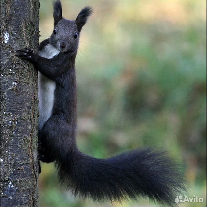 Почему белок черный. Белка меланист. Sciurus variegatoides. Белка меланист. Почему белок черный.