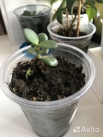 Денежное дерево молодое