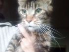 Кошка Мейн Кун в дар объявление продам