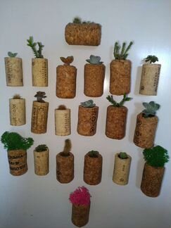 Кактусы и суккуленты, магниты