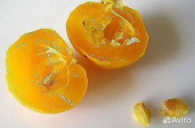 Комнатные Плодовые Растения