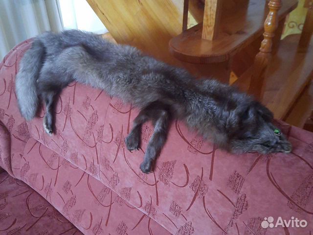 Мех чернобурой лисы