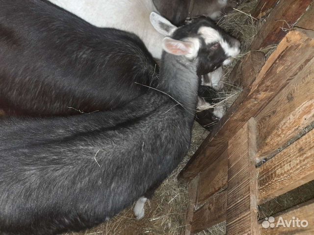Альпийская коза,нубийский козел,козье молоко
