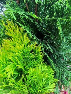 Туя западная Брабант, Смарагд, голд Брабант, голд