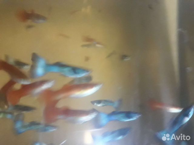 Акварикмные рыбки