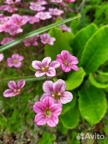 Садовые многолетники