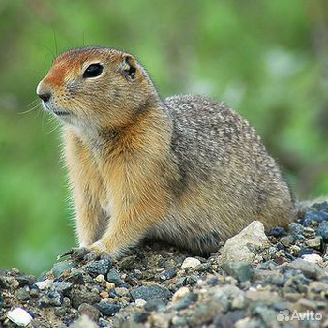 Животные лесостепи. Urocitellus parryii. Ильменский заповедник суслик. Ильменский заповедник бурундук. Суслик длиннохвостый Красноярский край.