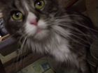 Кошка мейн-кун в семью объявление продам