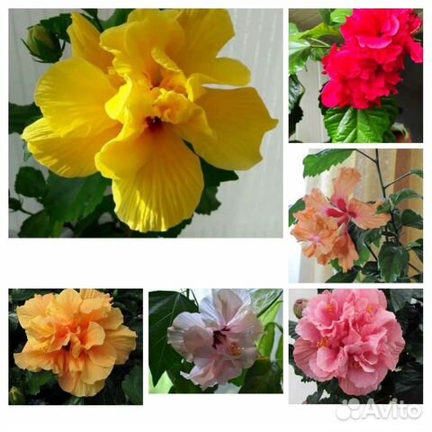 Гибискусы