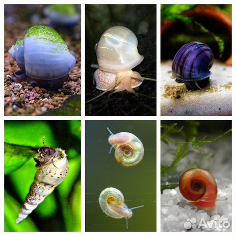 Улитки аквариумные, корма, рыбки