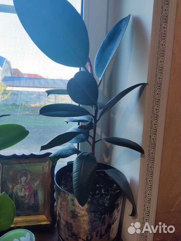 Фикус каучуконосный