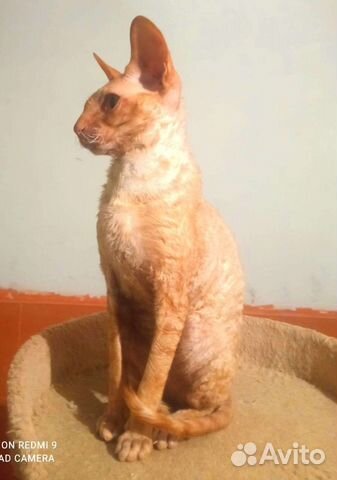 Котята Корниш-Рэкс