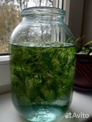 Роголистник (водоросли растения для аквариума)