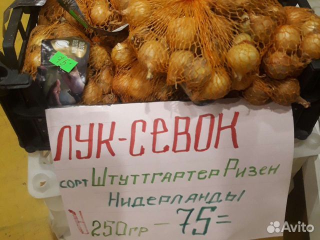 Лук севок штутгартер ризен купить в Челябинске | Товары для дома и дачи ...
