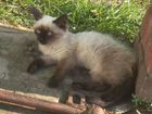 Сиамская кошка, девочка 4 месяца объявление продам