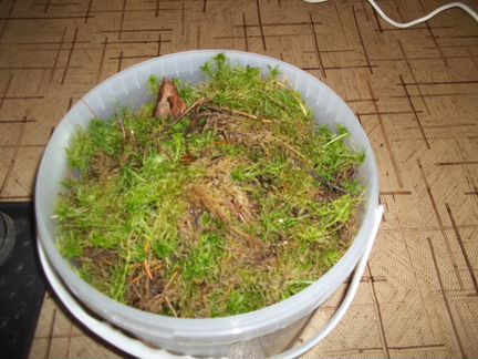 Мох сфагнум