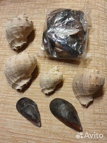 Ракушки морские