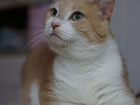 Ласковая рыжая кошка Пичи