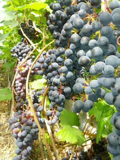 Саженцы винограда Мускат донской