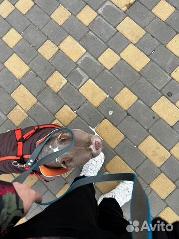 Выгул собак