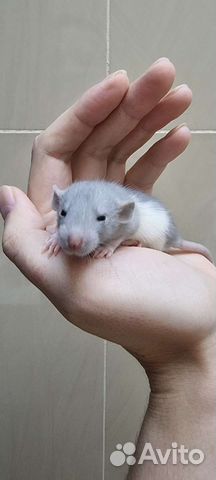 Крысята голубые крысята крысы крысята дамбо