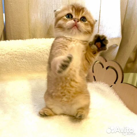 Скоттиш фолд золотая шиншилла