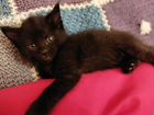 Черный котенок ищет семью объявление продам