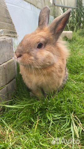 Кролик для спаривания. Вязки (Сам кролик не продае