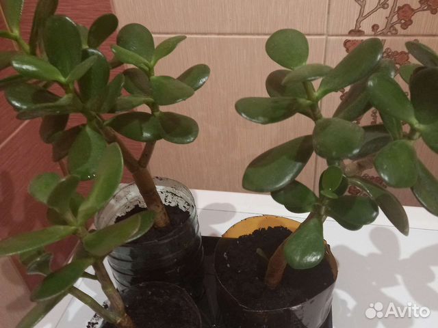 Денежное дерево(толстянка)