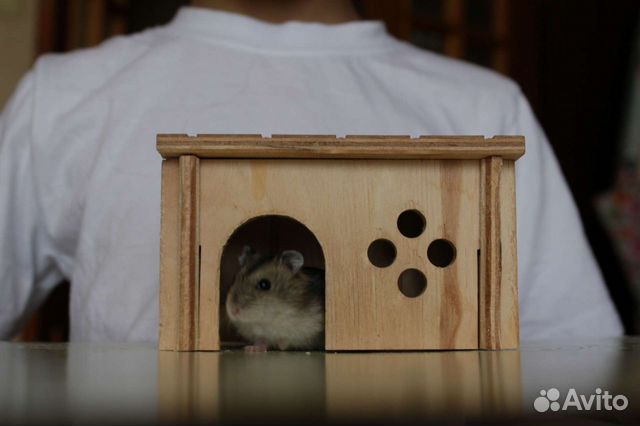 Передержка хомяков