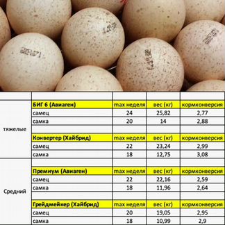 Хайбрид конвертер таблица веса. Хайбрид конвертер таблица набора веса. Таблица веса индюков Хайбрид конвертер по неделям. Хайбрид конвертер как выглядят взрослые особи. Сравнительная таблица роста самцов и самок Хайбрид конвертер.