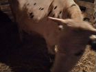 Корова первотелка объявление продам