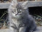 Серая девочка котенок сибирской породы кошек