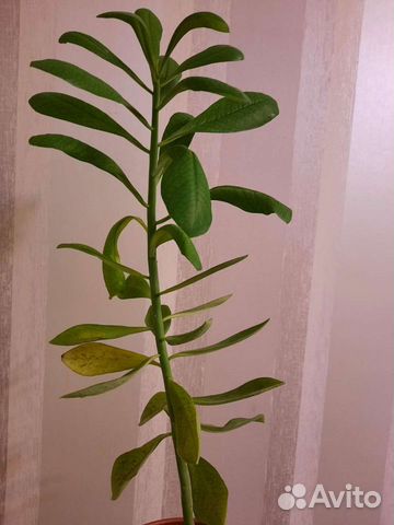 Синадениум Гранта мраморный (дерево любви)