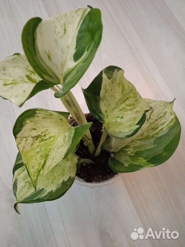 Сциндапсусы, эпипремнумы