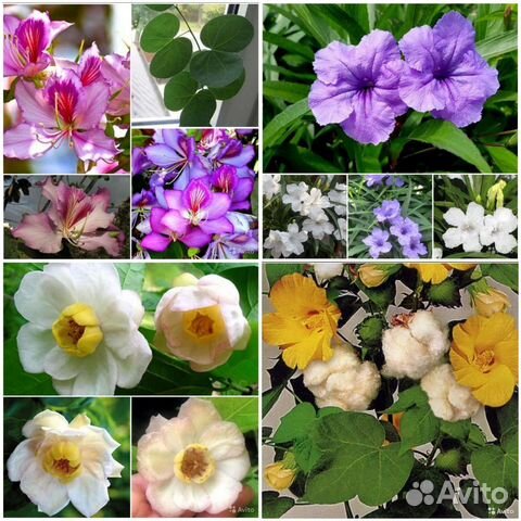 Баухиния,Руэлия,Хлопчатник,Каликант семена