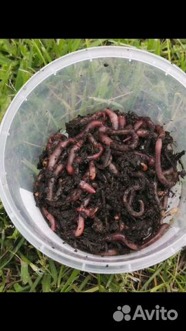 Черви навозные для рыбалки