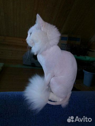Стрижка котов и кошек