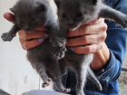 Кошки породистые бесплатно объявление продам