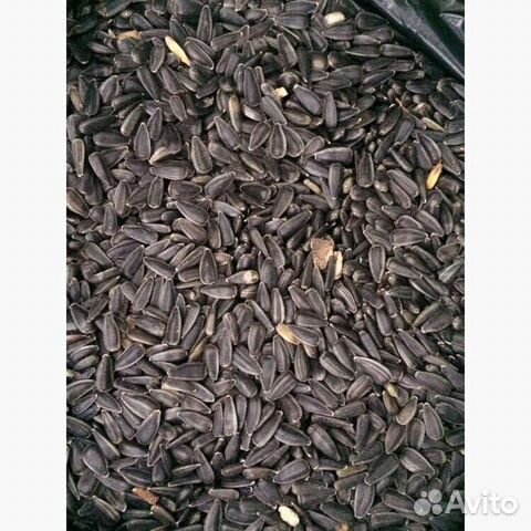 Авито. Туи в нальчике. Туи. Кбр. Зерно кукуруза.