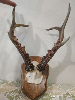 Рога косули