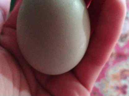 Яйцо инкубационное Лакеданзи