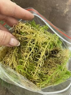 Живой мох сфагнум