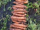 Картофель и морковь кормовая объявление продам