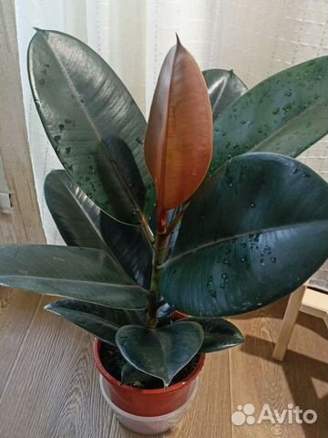 Фикус Бенджамина