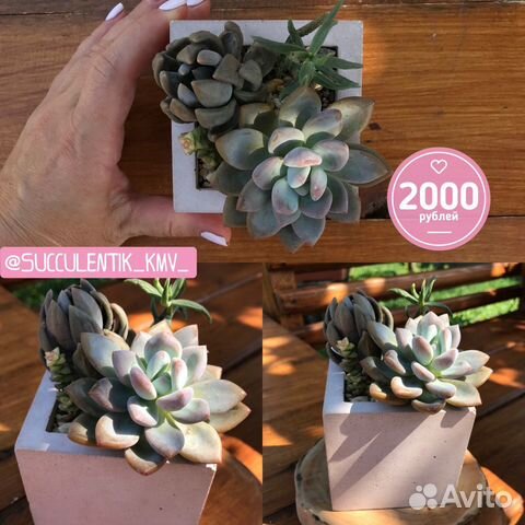 Суккуленты Пятигорск готовые садики и горшочки из