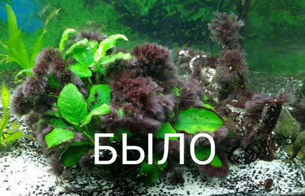 Сайдекс,грунт Пропант, креветки Кристалл растения