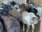 Курдючные бараны овцы объявление продам