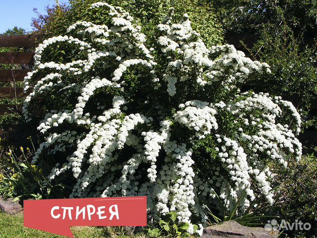 Спирея