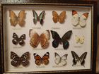 Бабочки коллекция